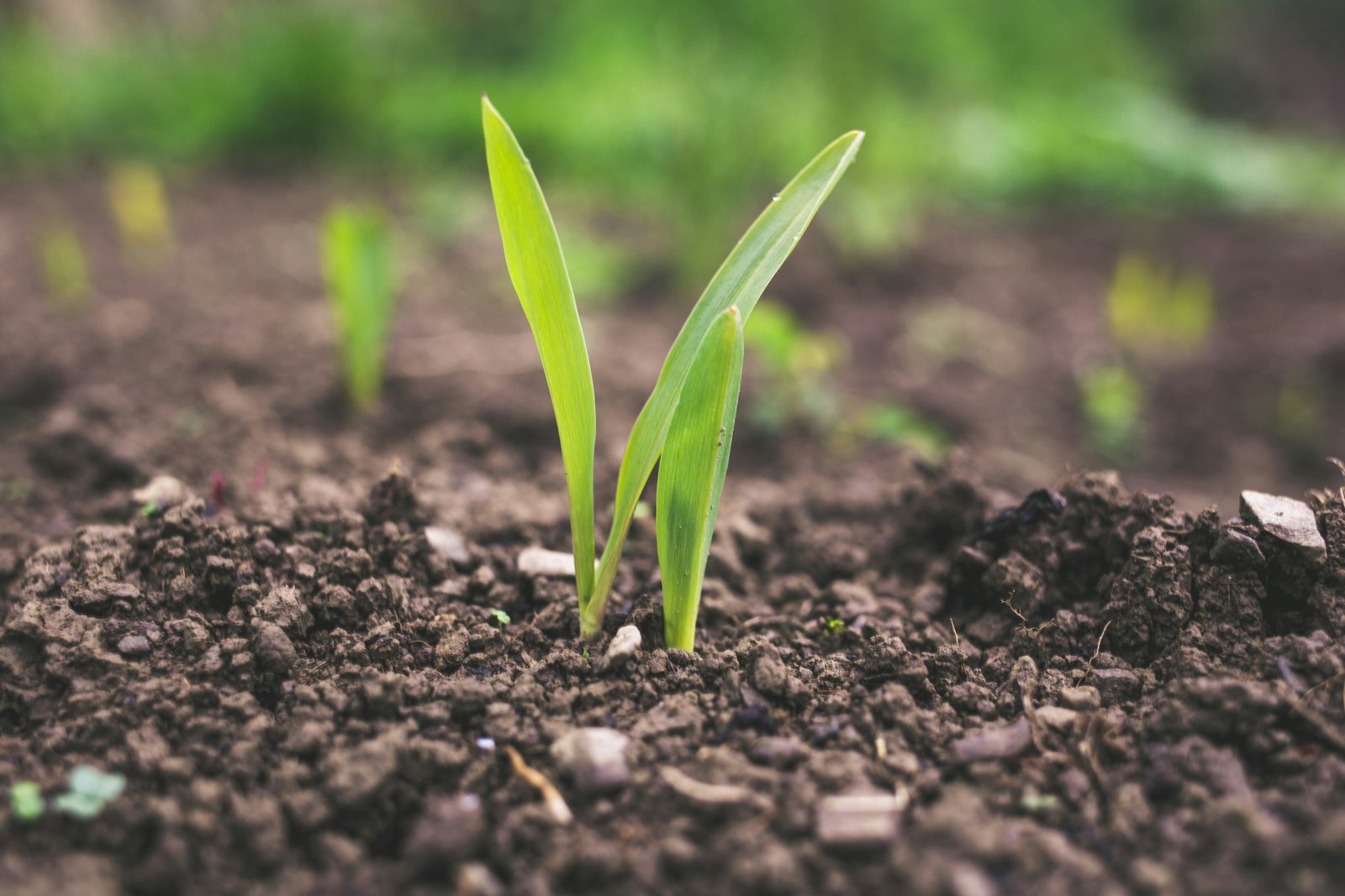Sustainable Fertilizers in a Changing Climate: Can Farmers Balance Yield, Cost and Carbon?